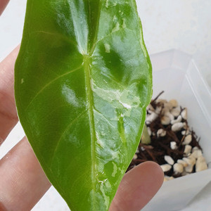 알로카시아 롱기로바 화이트 바리에가타