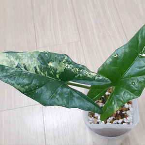 알로카시아 심포 화이트 바리에가타