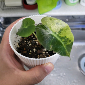 (서울 직/택) 옐로우 무늬 거북알로카시아 아마조니카