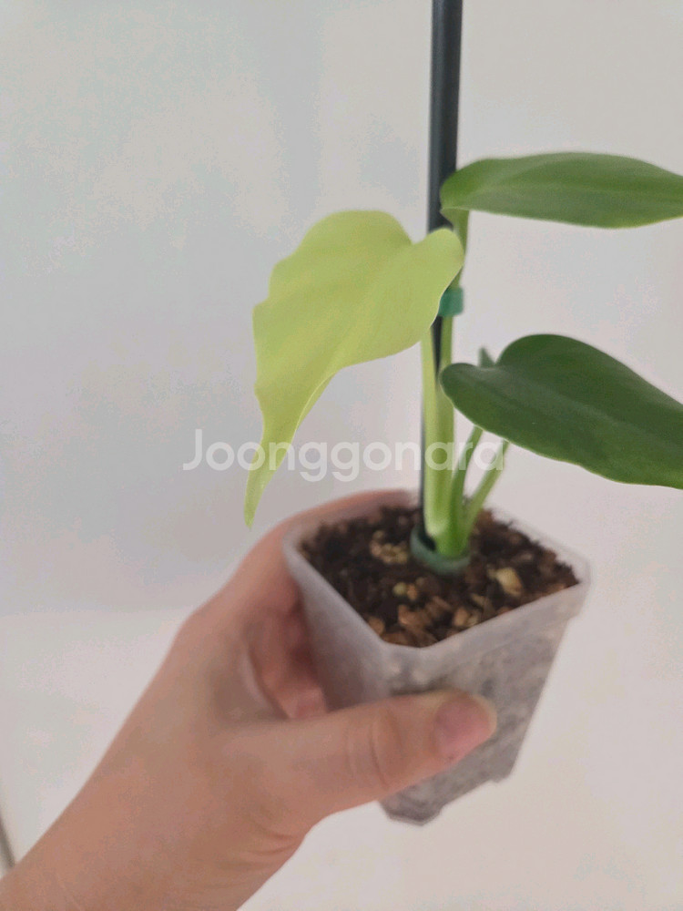 몬스테라 프릴골드 델리시오사 (알보x, 옐로우x)--1