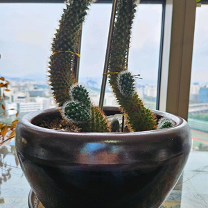 [고급 화분] 선인장