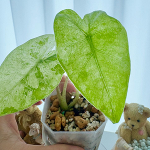 알로카시아 포티카타 마블