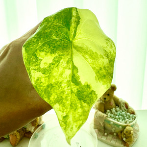 알로카시아 포니카타 옐로우바리에가타