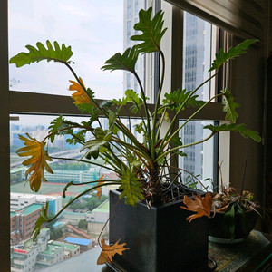 [화분] 구문초