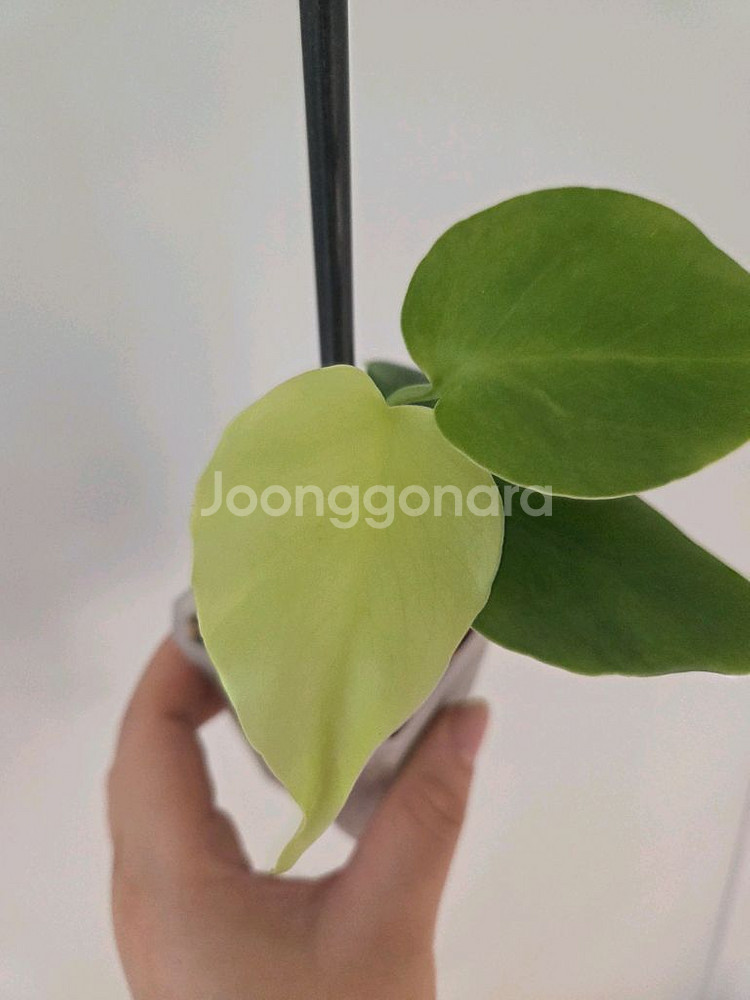 몬스테라 프릴골드 델리시오사 (알보x, 옐로우x)--0