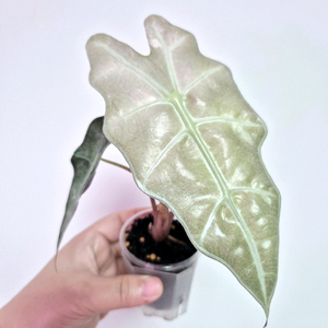 알로카시아 스테인글라스 / 크기 실해요