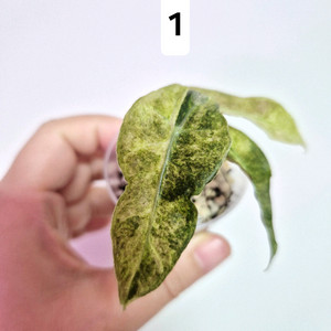 알로카시아 아마조니카 트리컬러 바리에가타(1~2번)