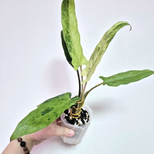 알로카시아 로터바키아 민트 바리에가타