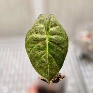 알로카시아 골든본 바리에가타