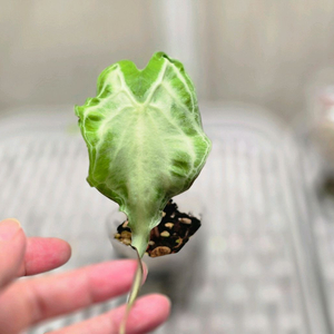 알로카시아 베놈실버