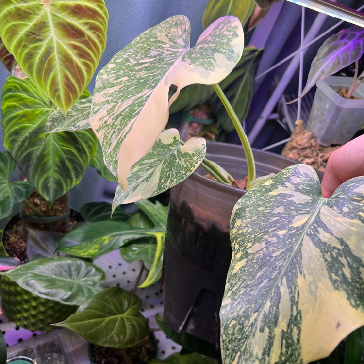 몬스테라 크림브륄레--2