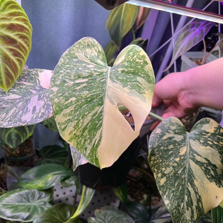 몬스테라 크림브륄레--1