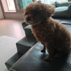 포멀다이 테리어 강아지