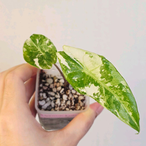 알로카시아 롱기로바