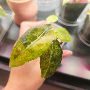 알로카시아 스플래쉬 트리컬러 바리에가타