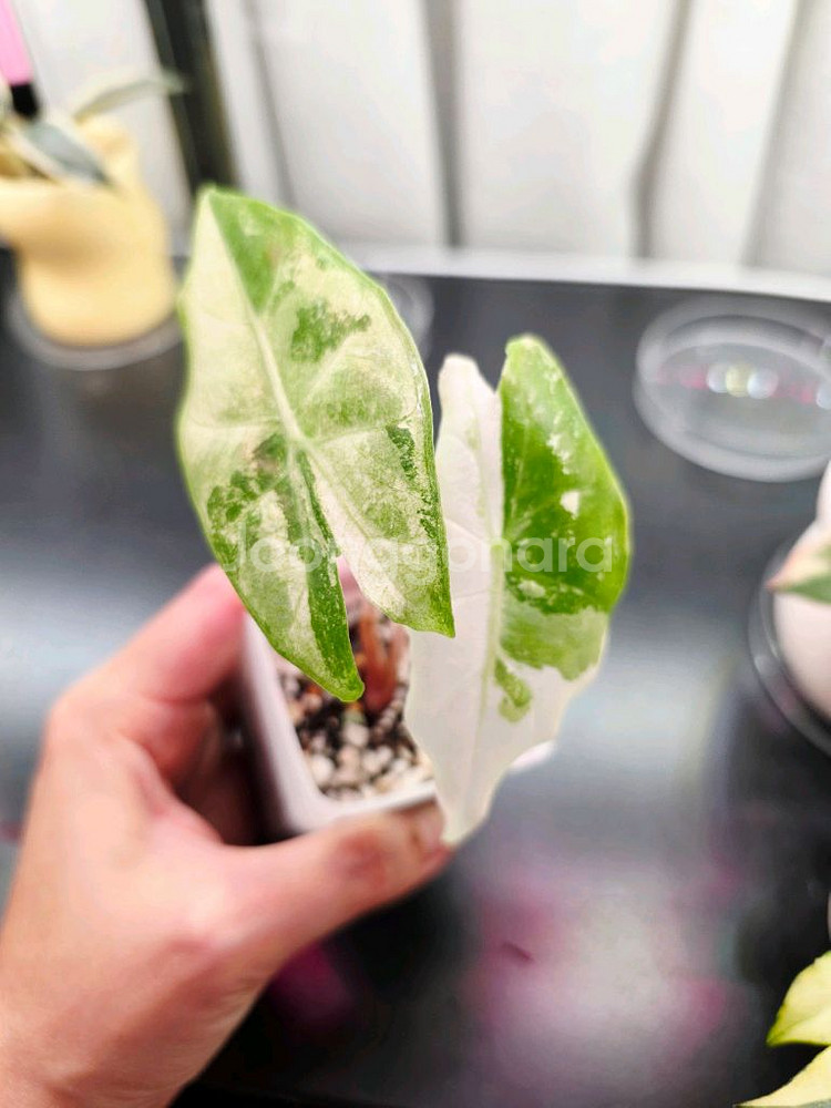 알로카시아 핑크드래곤 화이트 바리에가타--0