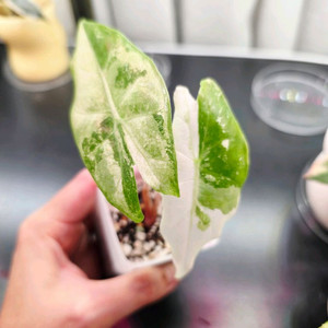 알로카시아 핑크드래곤 화이트 바리에가타