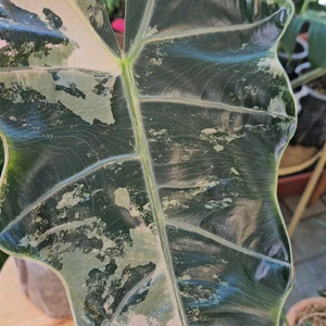 알로카시아 푸세이도 산데리아나 핑크바리에가타 (자구달린