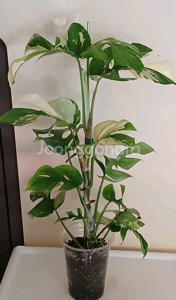 화이트 알보 히메 몬스테라--0