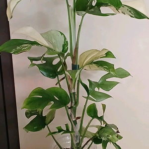 화이트 알보 히메 몬스테라