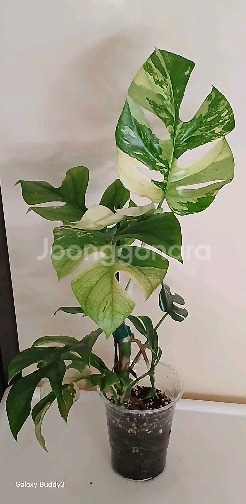 화이트 알보 히메 몬스테라--0