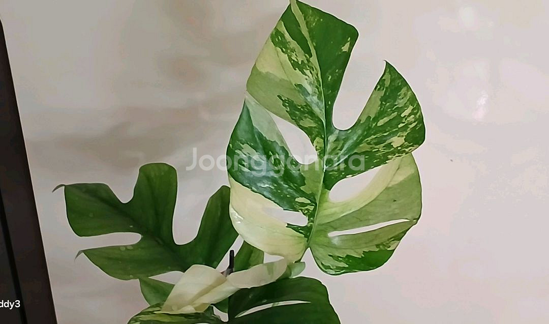 화이트 알보 히메 몬스테라--1
