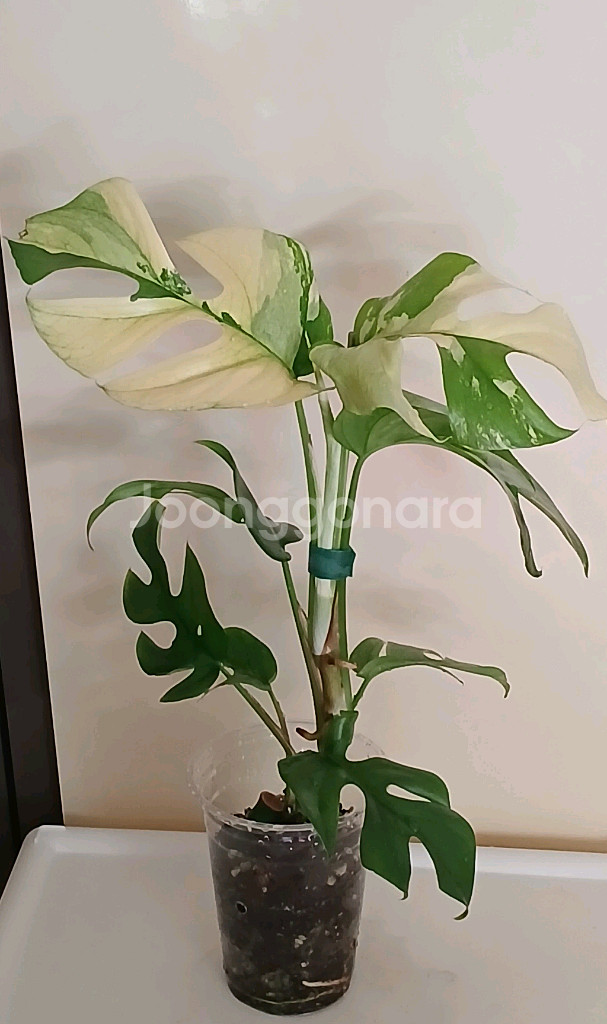 화이트 알보 히메 몬스테라--0