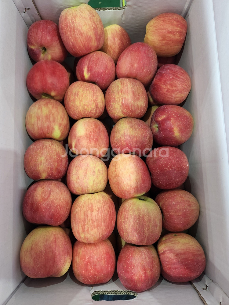 사과 10kg(중과) 무료배송 경북사과 가정용--1