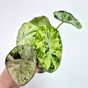 알로카시아 닌자 스플래쉬 바리에가타