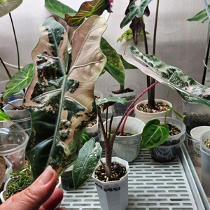 알로카시아 산대리아나 푸세이도 핑크바리에가타