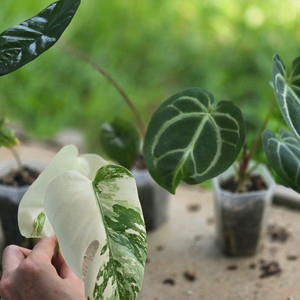 알로카시아 몬스테라알보 안스리움 사진에 모든것 택포