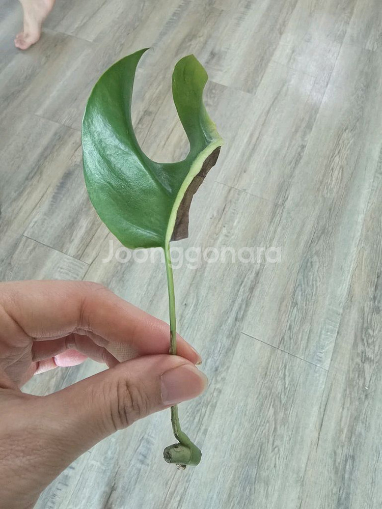 알로카시아 몬스테라알보 안스리움 사진에 모든것 택포--4