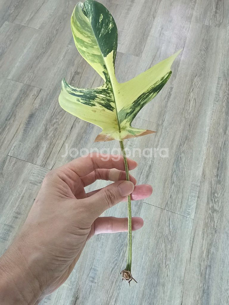 알로카시아 몬스테라알보 안스리움 사진에 모든것 택포--3