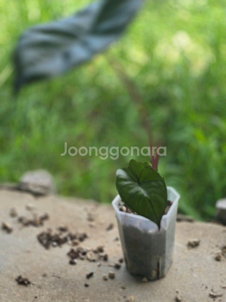알로카시아 몬스테라알보 안스리움 사진에 모든것 택포--7