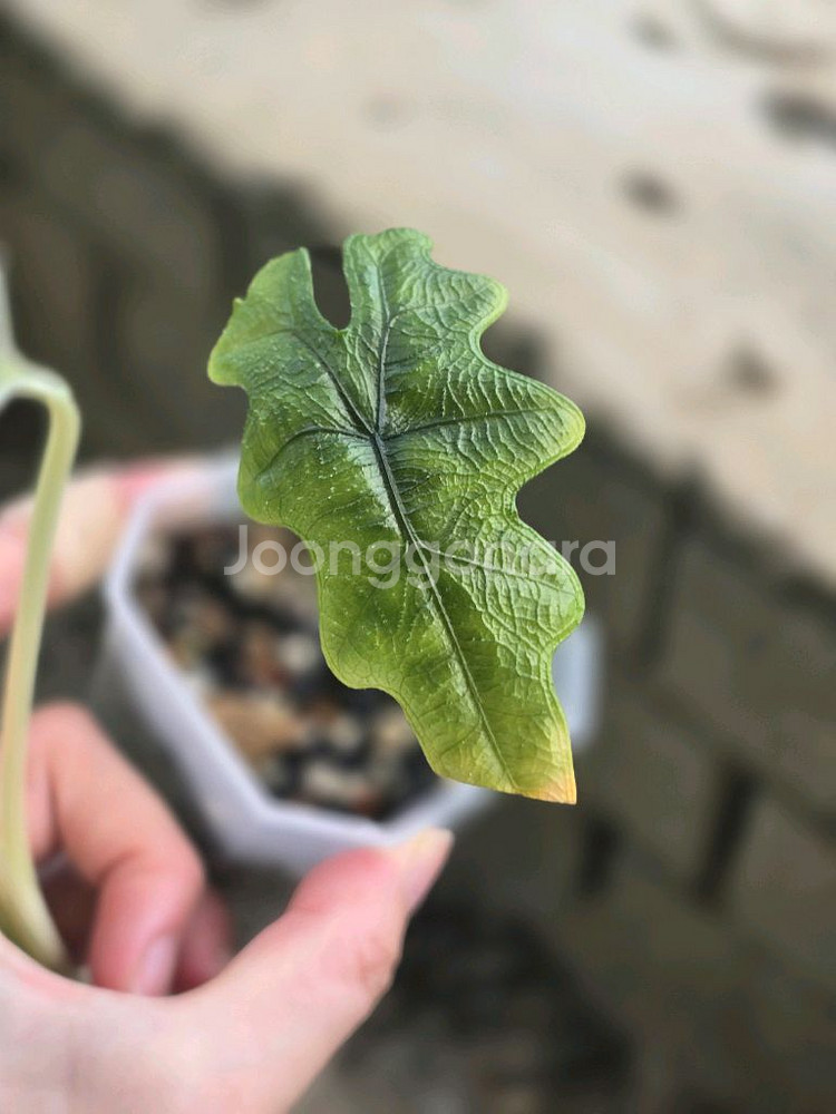 알로카시아 몬스테라알보 안스리움 사진에 모든것 택포--8