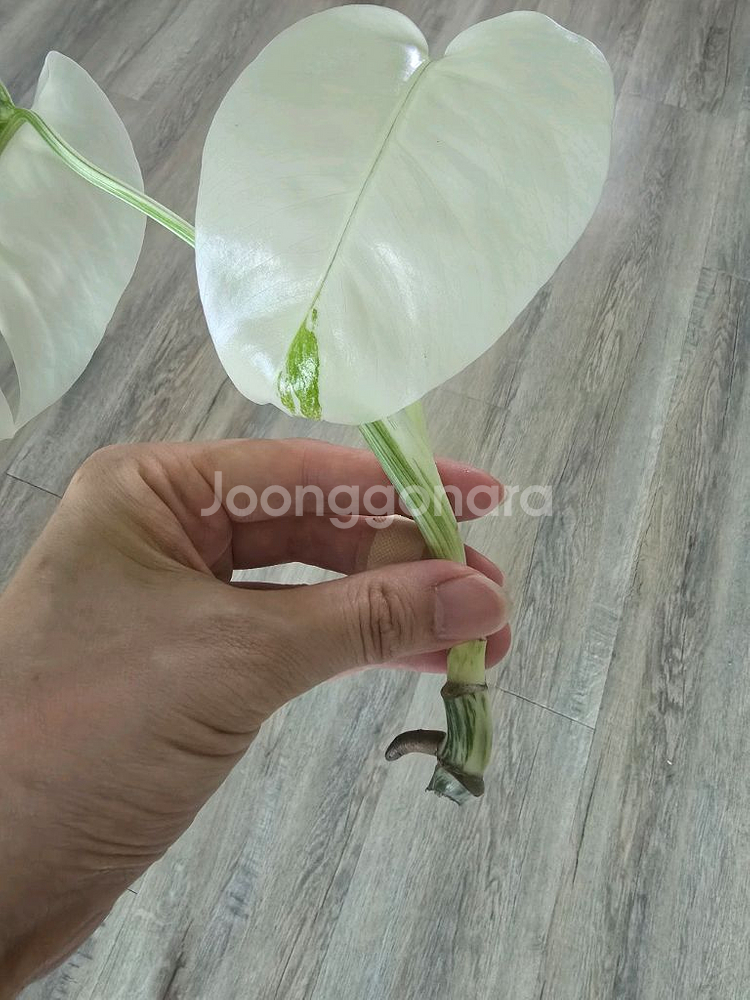 알로카시아 몬스테라알보 안스리움 사진에 모든것 택포--6