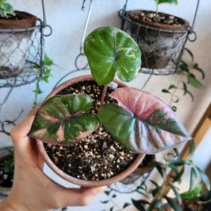 알로카시아 세렌디피티 바리에가타 왕자구묘