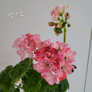 샌다운 제라늄