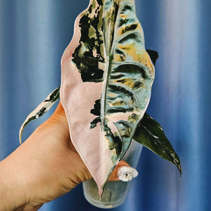 알로카시아 찬트리에 바리에가타 (호야x알스x)