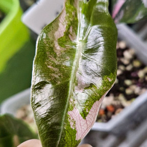 알로카시아 산데리아나 푸세이도 핑크바리에가타(추말특가)