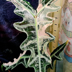 알로카시아 노빌리스 핑크화이트 바리에가타 높이60~70