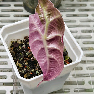 알로카시아 왓소니아글로시 핑크바리에가타