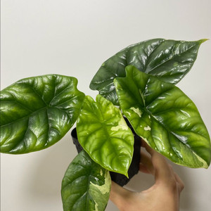 알로카시아 시누아타 화이트 바리에가타