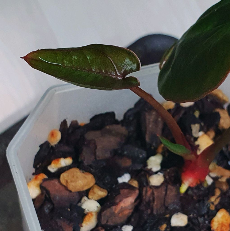 안스리움 블러드문--1