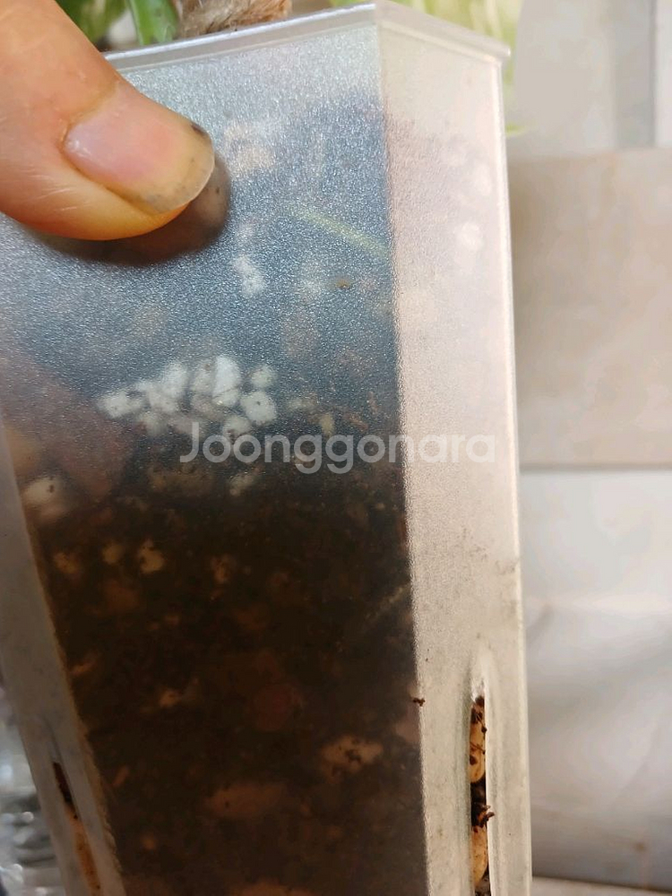 알보몬스테라 잎3장. 에피스시아에메랄드벨벳 덤--7