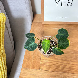 나만의 반려식물 [필로덴드론 베루코섬]