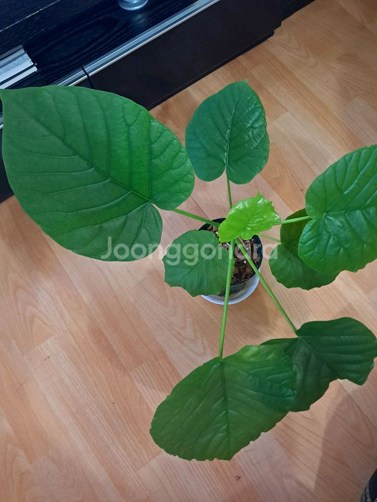 휘커스움베르타--0