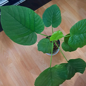 휘커스움베르타