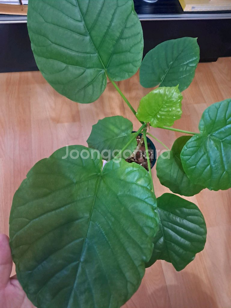 휘커스움베르타--1