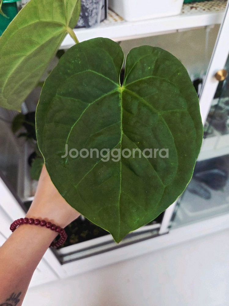 안스리움 실버보울x럭셔리--0